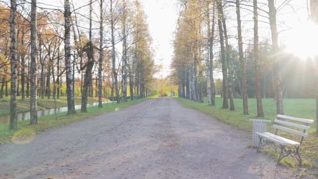 秋天公园里的胡同阳光明媚，风景优美，树叶小径十月视频素材