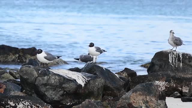 一群海鸥在落基海岸钓鱼视频素材