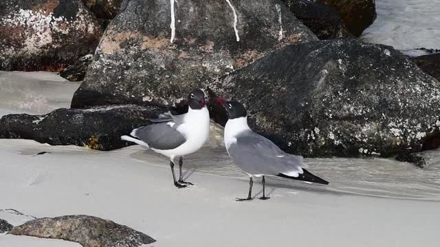 一对海鸥在加勒比海的沙滩上唱歌视频素材