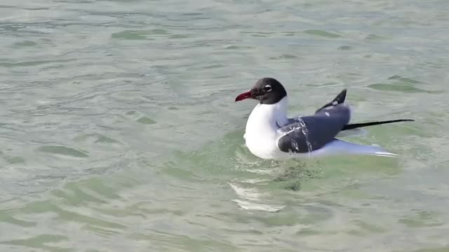 海鸥Larus Atricilla， -Chroicocephalus费城鸟在加勒比海的水海滩上洗澡视频素材