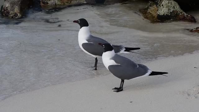 两只鸟Larus Atricilla，费城chroicocephalus漫步在加勒比海的沙滩上视频素材