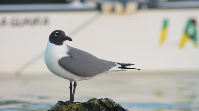 海鸟Larus Atricilla， -Chroicocephalus Philadelphia在加勒比海的海滩上钓鱼视频素材