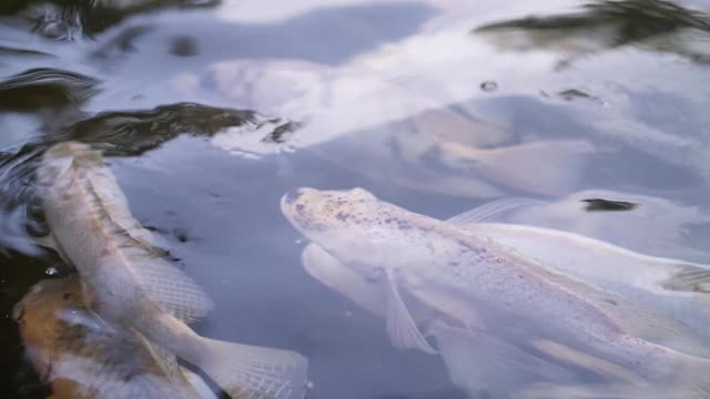 水中有许多鲤鱼视频素材