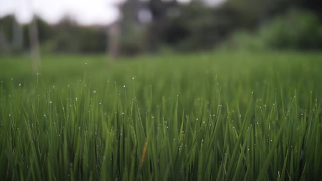 一片片的绿草，绿油油的植物视频素材