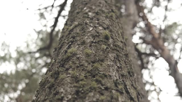 森林里的树皮，向下看的动作，特写视频素材