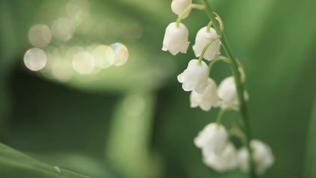 山谷百合绿叶的微距拍摄。叶子质地,雨滴。视频素材