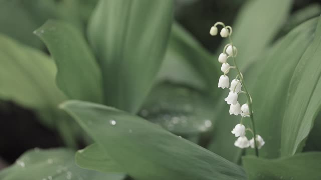 山谷百合绿叶的微距拍摄。叶子质地,雨滴。视频素材