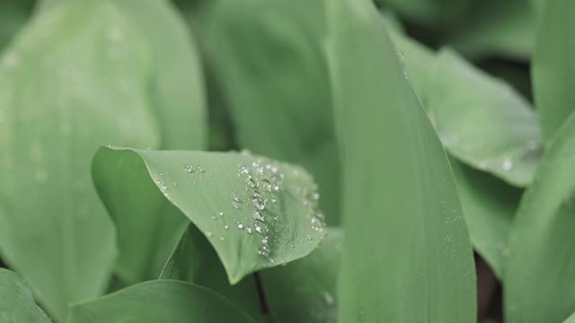 山谷百合绿叶的微距拍摄。叶子质地,雨滴。视频素材