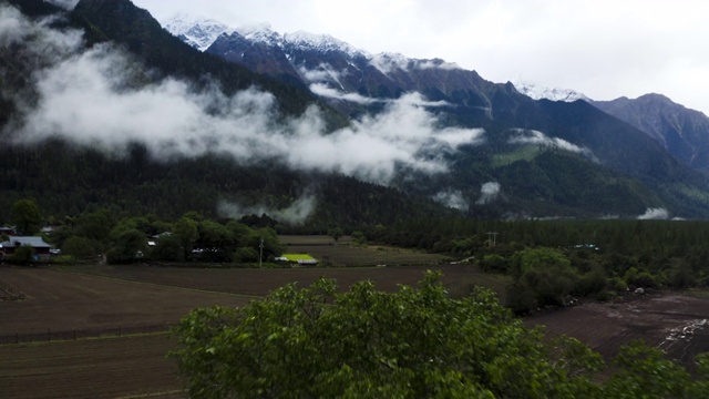 雪山前的一棵树视频下载