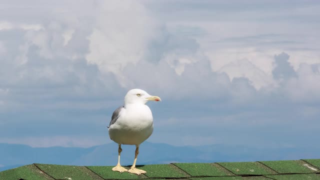 海鸥。时间流逝的视频。海鸥在天空中飞翔。视频素材