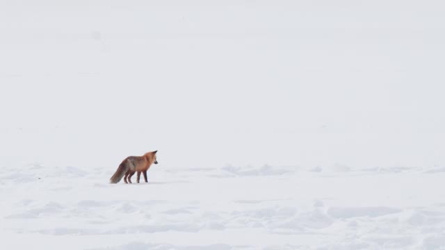 高帧率的剪辑一只红狐跳跃和潜入黄石公园的雪中视频素材