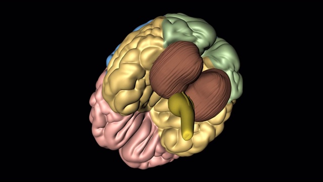 从下方旋转看大脑、小脑和延髓视频素材