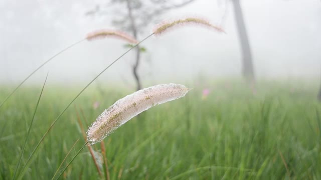 一个草在风中移动的特写视频下载