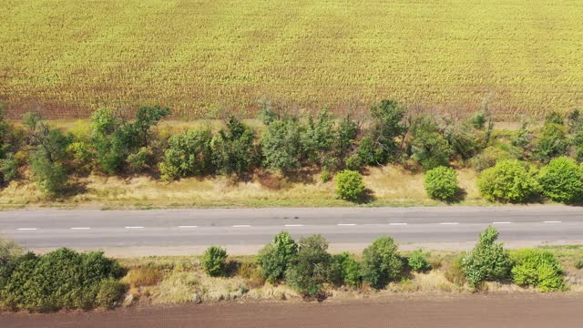 鸟瞰图上的道路和向日葵田视频素材