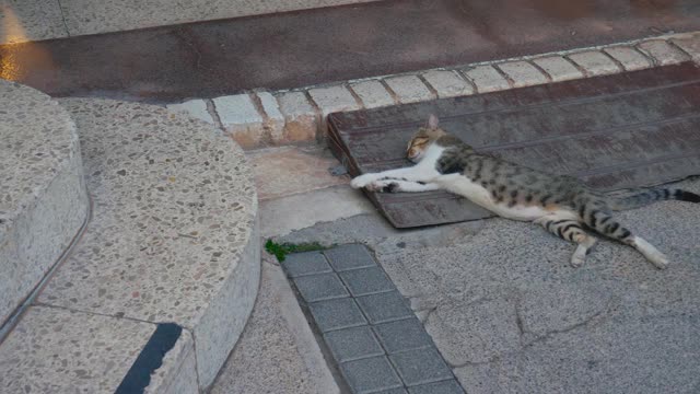 条纹的猫睡觉视频素材