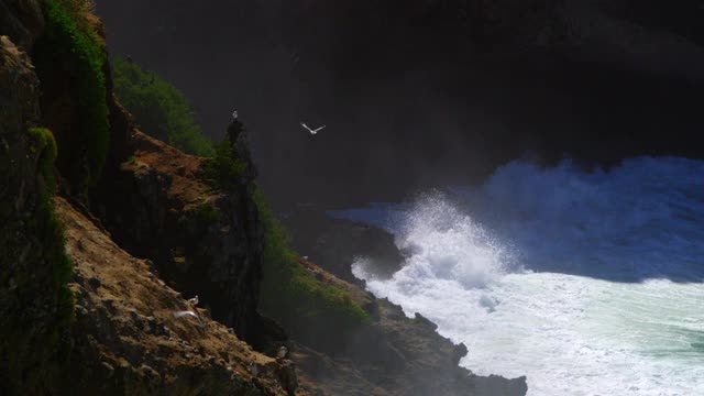 红嘴鸥飞离海岸线视频素材