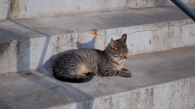 那只猫在悬崖上伸懒腰。太阳温暖了小猫。宠物。两只流浪猫在台阶上玩耍视频素材