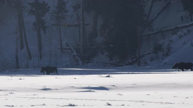 两只驼鹿在黄石公园的一个被雪覆盖的山谷中行走视频素材