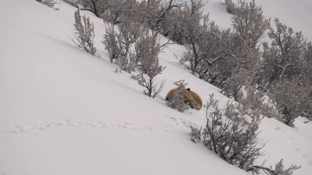 冬日里，黄石公园里一只红狐在雪地上睡觉视频素材