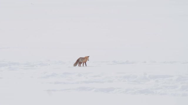 高帧率的剪辑，一只红狐在黄石公园的雪下听猎物视频素材