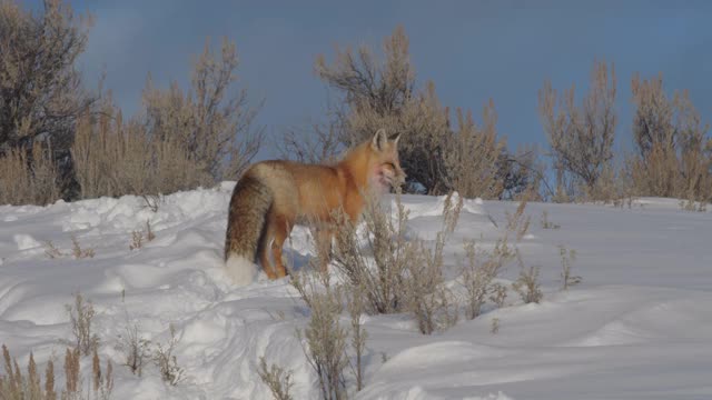 红狐在黄石公园的冬季雪地上行走视频素材