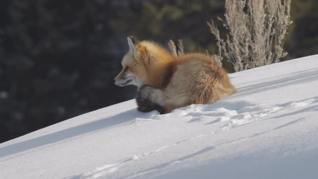 高帧率剪辑的一个红色的狐狸，在侧面视图，坐在雪地上视频素材