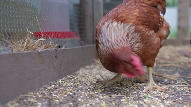 自由放养的鸡在花园里寻找食物视频素材