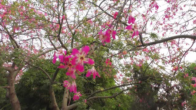 红色的花朵，充满异国情调，摇曳着视频素材