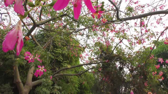 大树上开红花，后面是平坦的天空视频素材