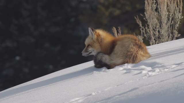 高大的红狐坐在黄石公园的冬雪上视频素材