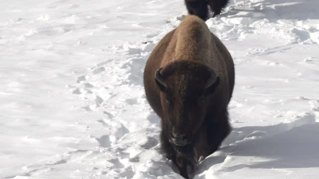 在黄石国家公园拉马尔山谷的冬季雪中行走的两头野牛视频素材