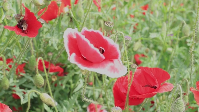 野花——草地上的罂粟花、矢车菊、雏菊。视频素材