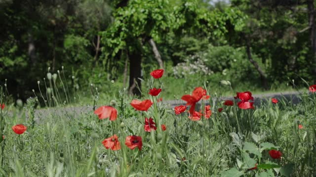 野花——草地上的罂粟花、矢车菊、雏菊。视频素材