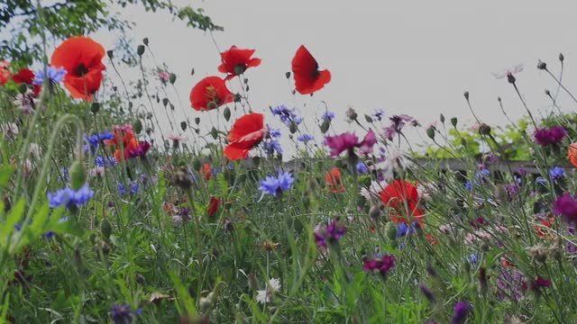 野花——草地上的罂粟花、矢车菊、雏菊。视频素材