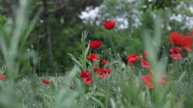 野花——草地上的罂粟花、矢车菊、雏菊。视频素材