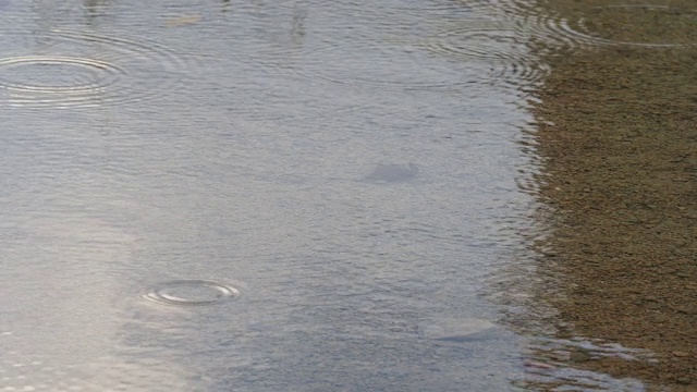 雨滴落在清澈透明的湖面上。视频素材