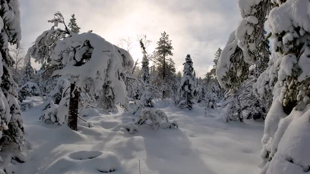 下雪的森林视频素材