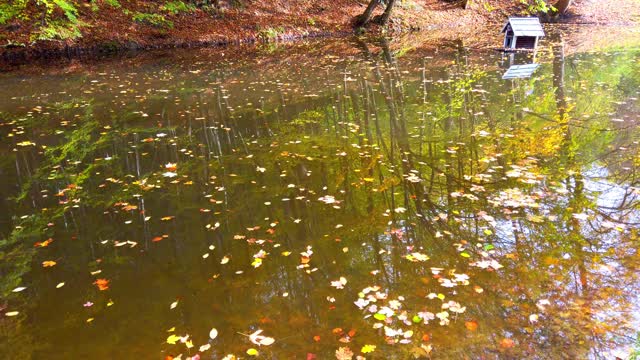 秋天的森林湖泊里，落叶落在水面上。视频素材