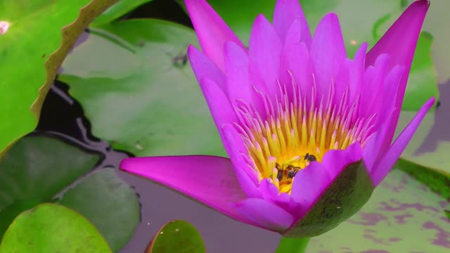 近距离观察蜜蜂采集花蜜的亮紫色睡莲花视频素材