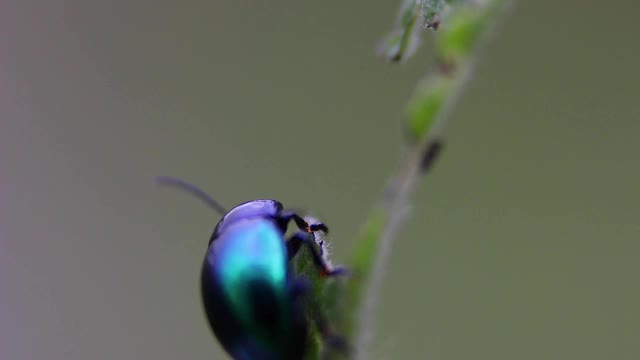 带蓝绿色的甲虫，昆虫视频素材