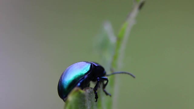 带蓝绿色的甲虫，昆虫视频素材