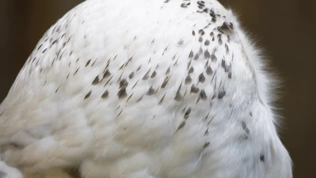 4K -极地猫头鹰的头。特写镜头视频素材