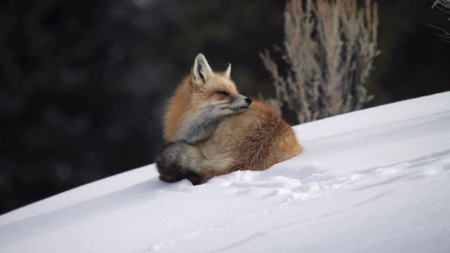 红狐狸，躺下，在黄石公园的拉马尔山谷周围看雪视频素材