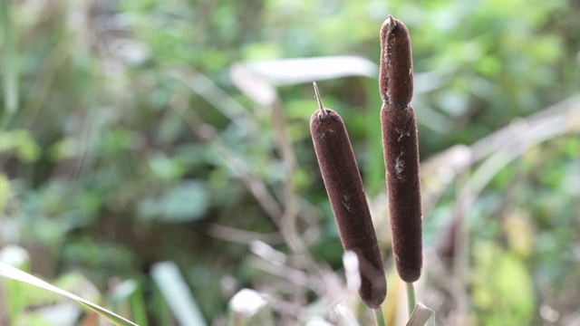 香蒲视频素材