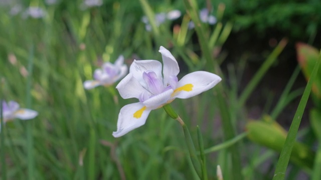 花园里的花视频素材