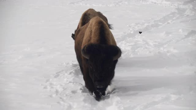 黄石公园的两头野牛穿过冬天的雪走向镜头视频素材