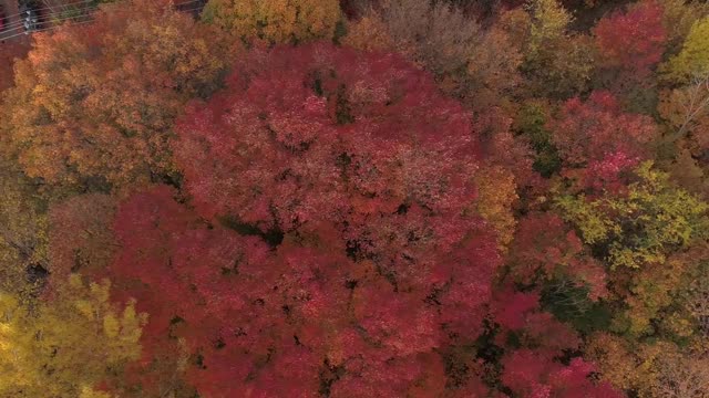 鸟瞰图拍摄直接与秋天的颜色树上视频素材