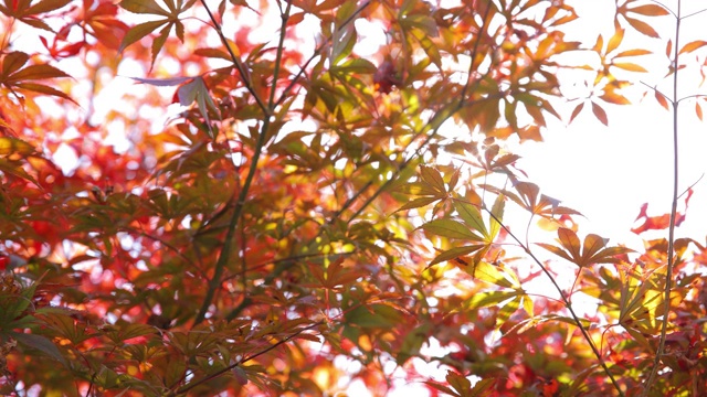 枫树叶视频素材