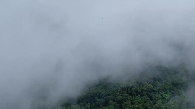 草木、雨林和小山在雾天视频素材