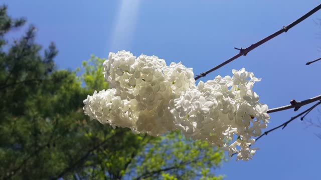 白色的花和绿色的叶子在春天的新鲜空气中移动视频素材